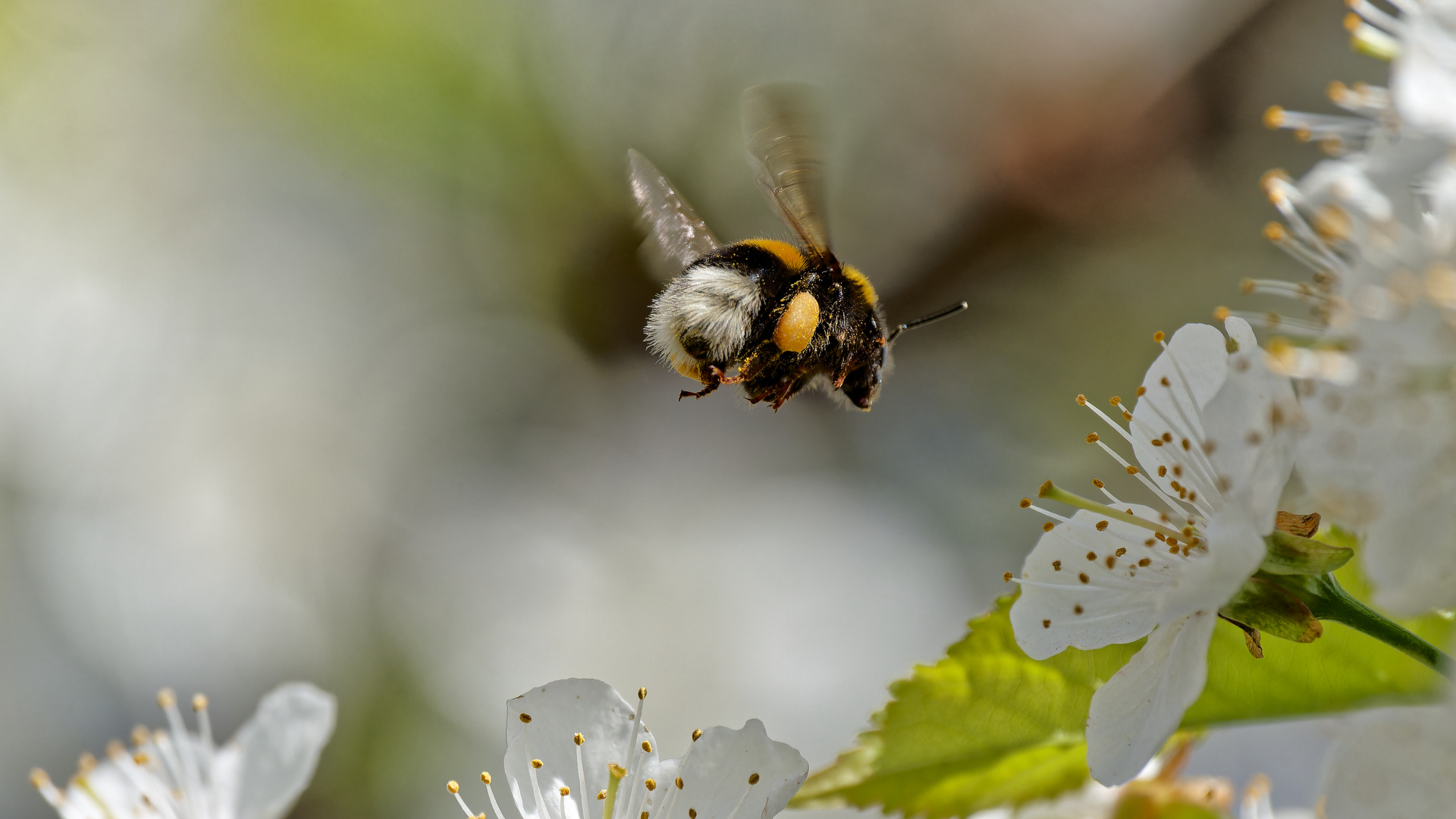 Hummelchen schwer beladen