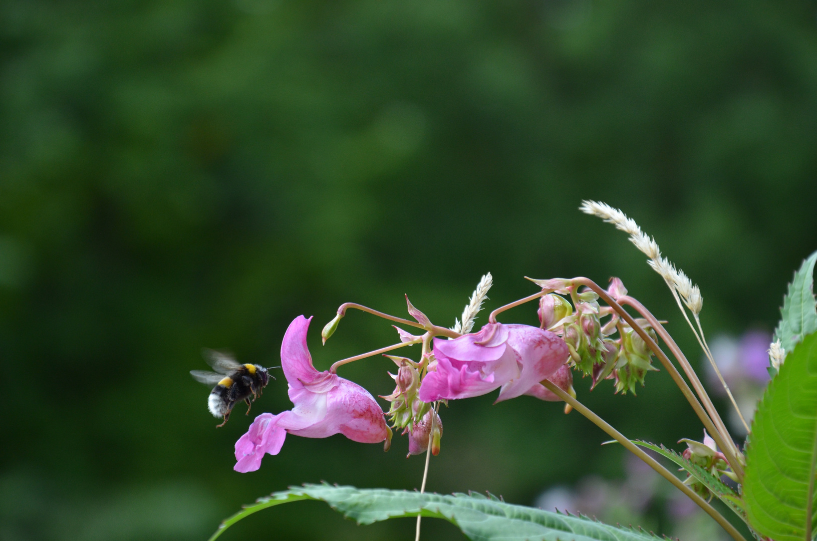 Hummelchen und Blümchen 2