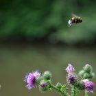 Hummelchen und Blümchen