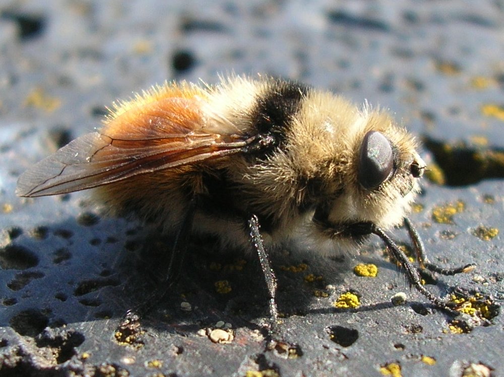 Hummelfliege ;) Foto & Bild | tiere, wildlife, insekten Bilder auf ...