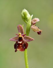 Hummel+Fliegenragwurz Hybrid - Niedersachsen - 11.5.14