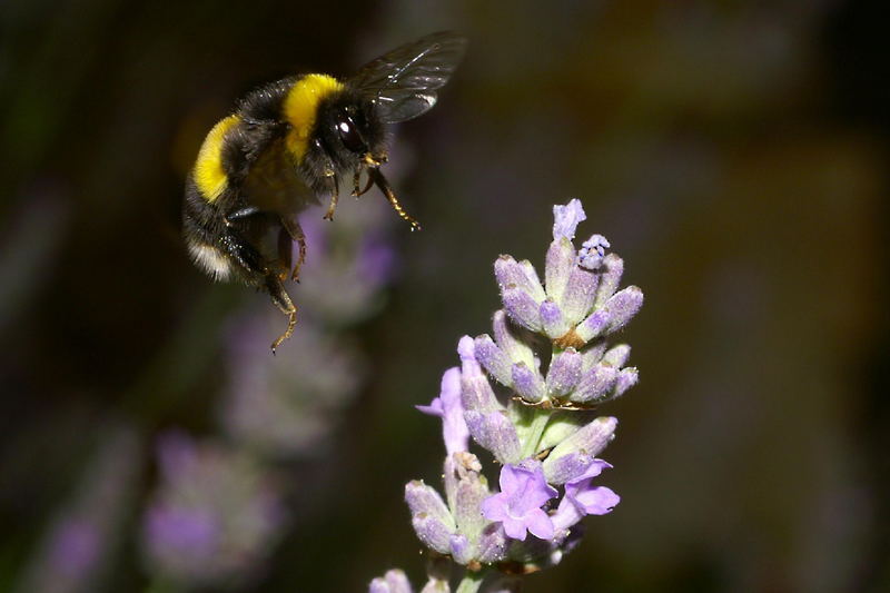 Hummelflug