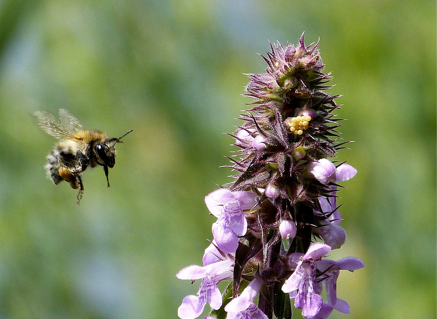 Hummelflug