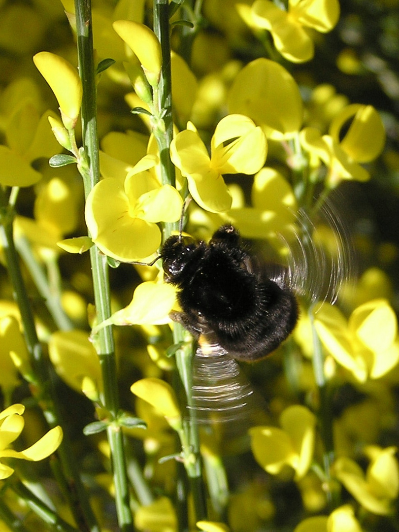 Hummelflug