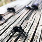 HummelFlug Hausarrest P20-20-col+HINWEIS +1Bienenfoto + Insektenfoto 2021