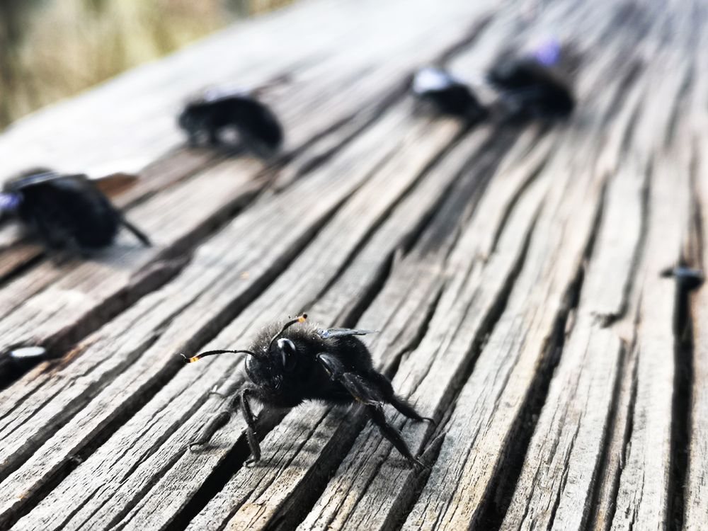 HummelFlug Hausarrest P20-20-col+HINWEIS +1Bienenfoto + Insektenfoto 2021