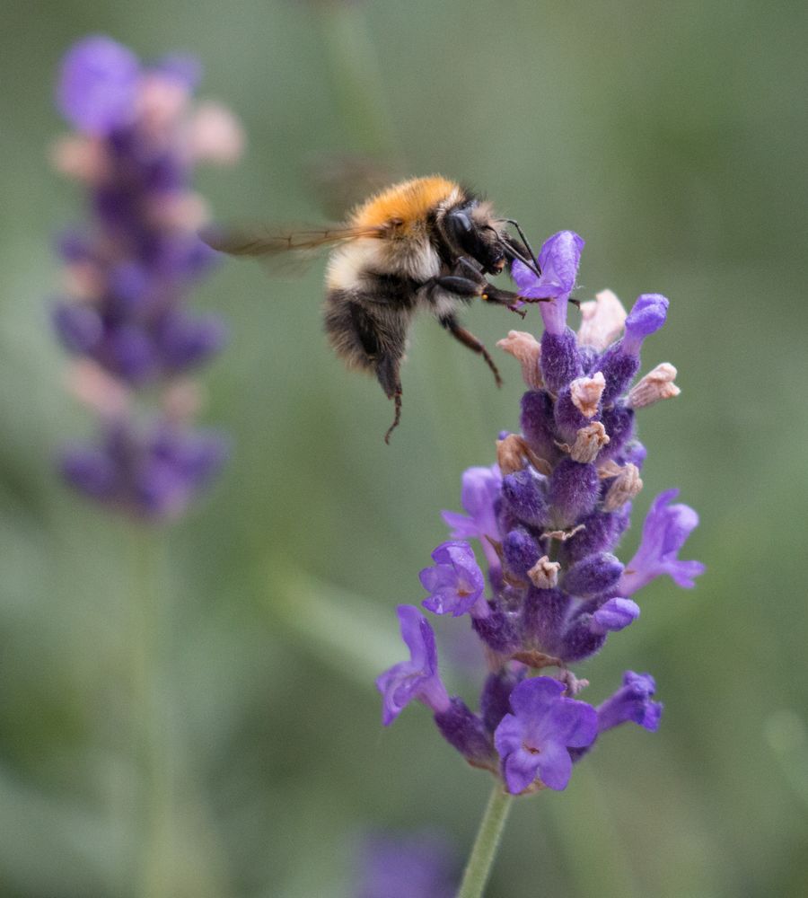 Hummelflug im Lavendel