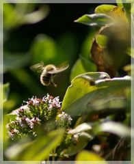 Hummelflug im September