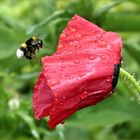 Hummelflug nach dem Regen....