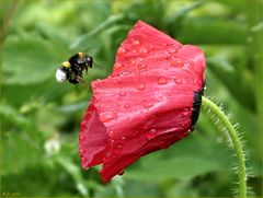 Hummelflug nach dem Regen....