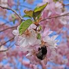 Hummelflug und endlich Frühling