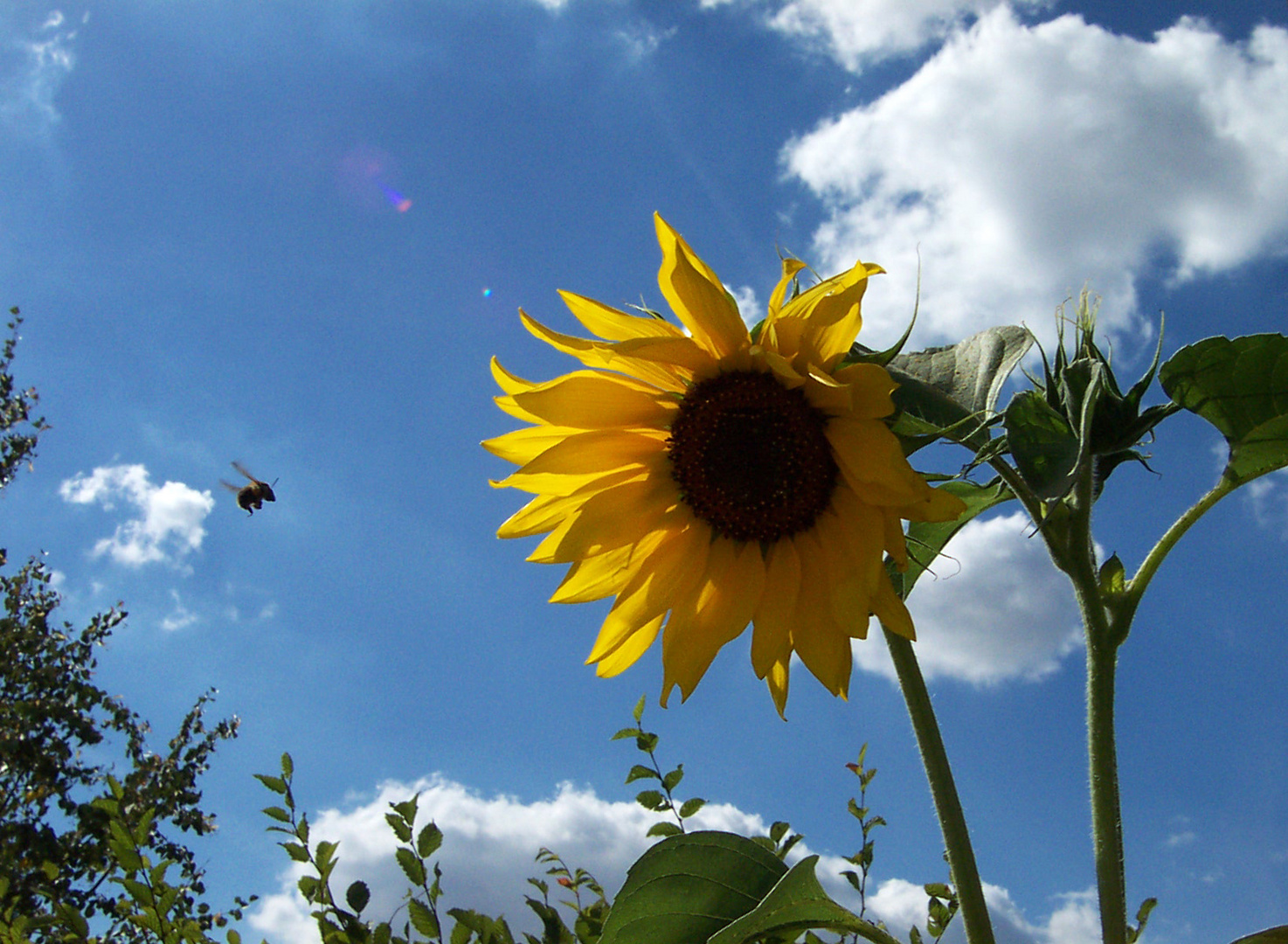 Hummelflug zur Sonnenblume