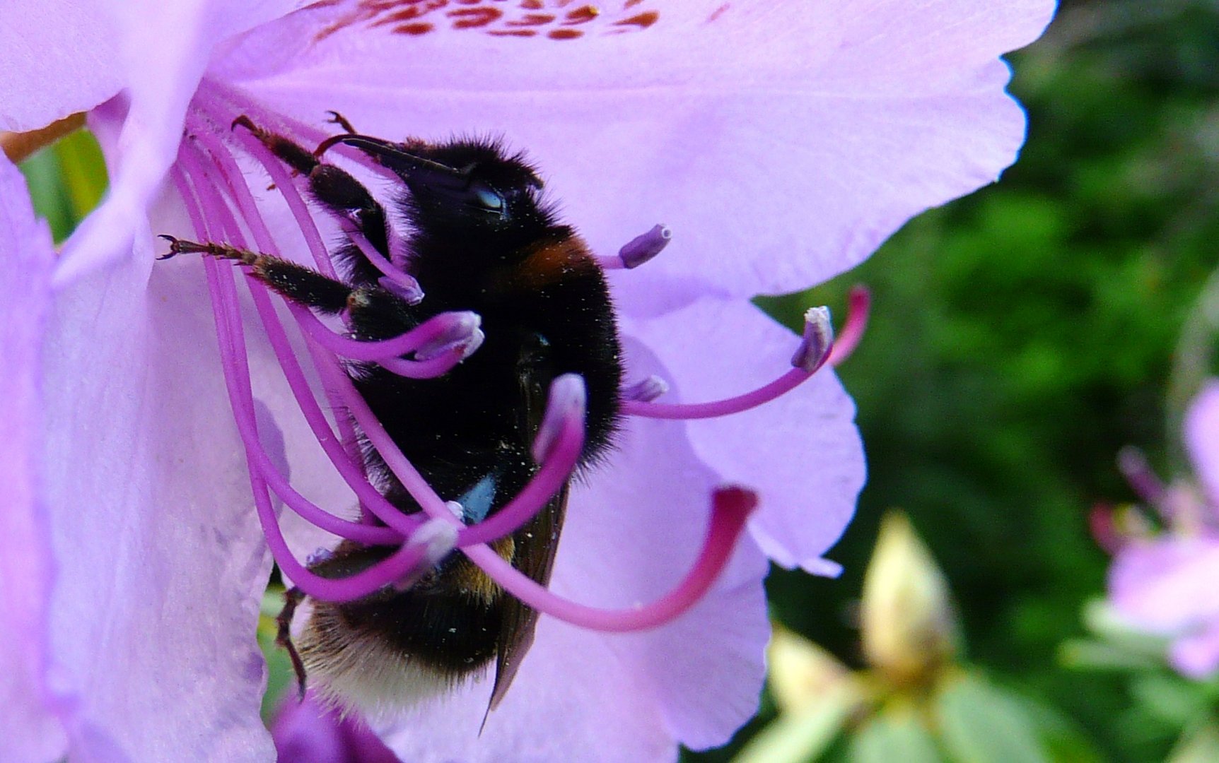 Hummelflug=RimskiKorsakov, Hummelschlaf im Rhododenron Foto & Bild