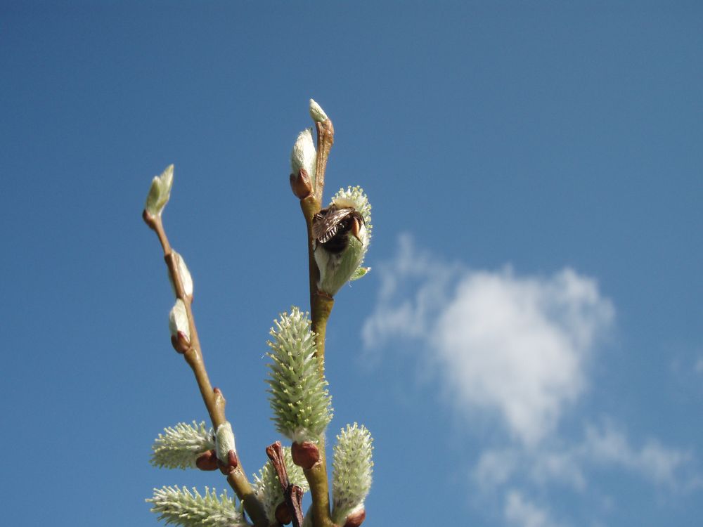 Hummelhimmel