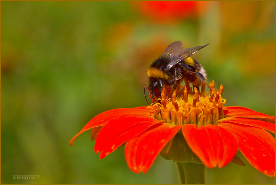 HummelHummel