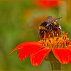 HummelHummel