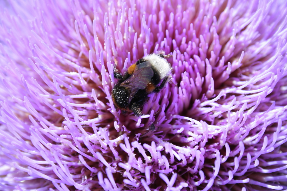 HummelHummel