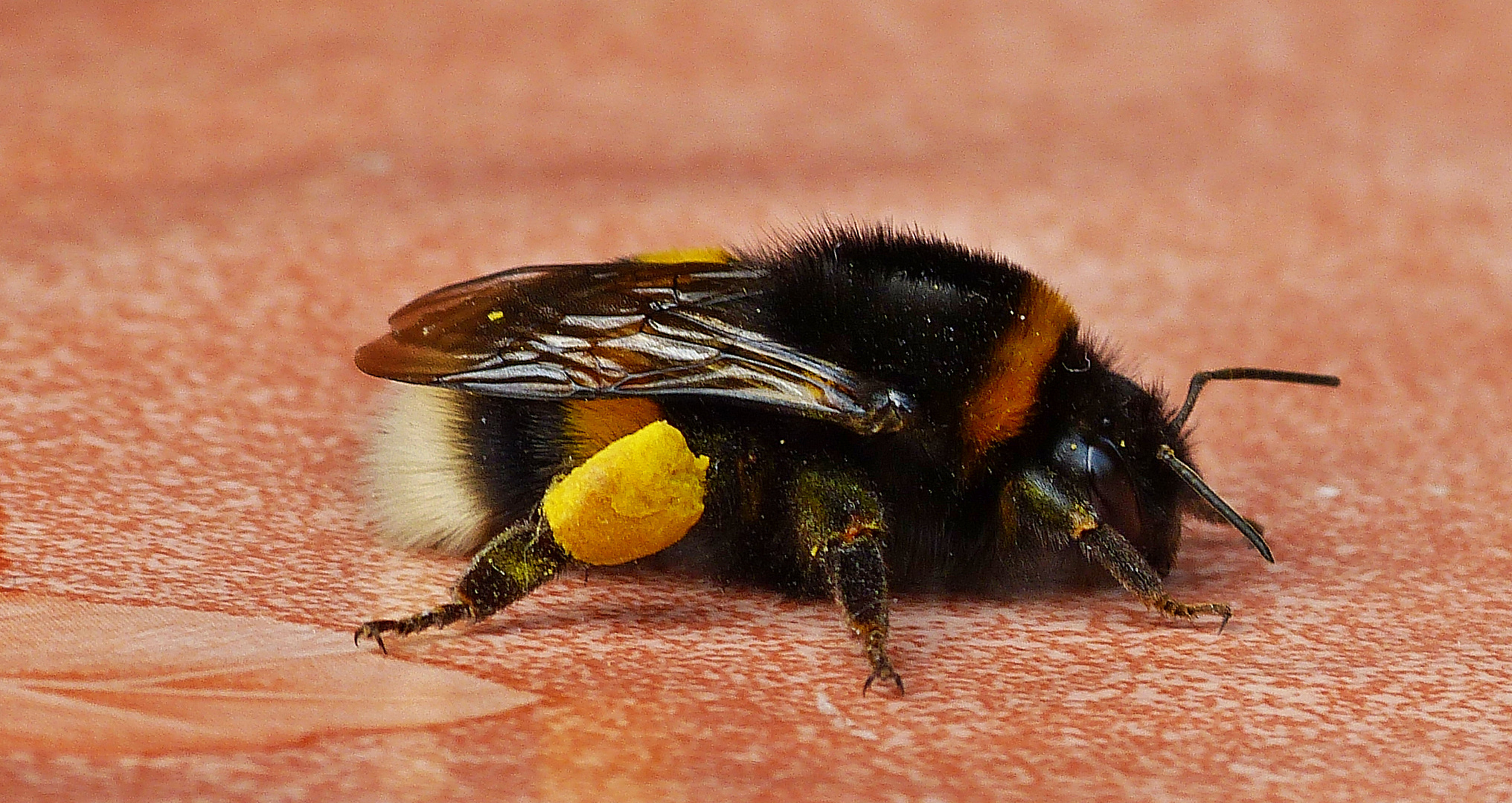 Hummel,Hummel. Foto & Bild | tiere, wildlife, insekten Bilder auf ...