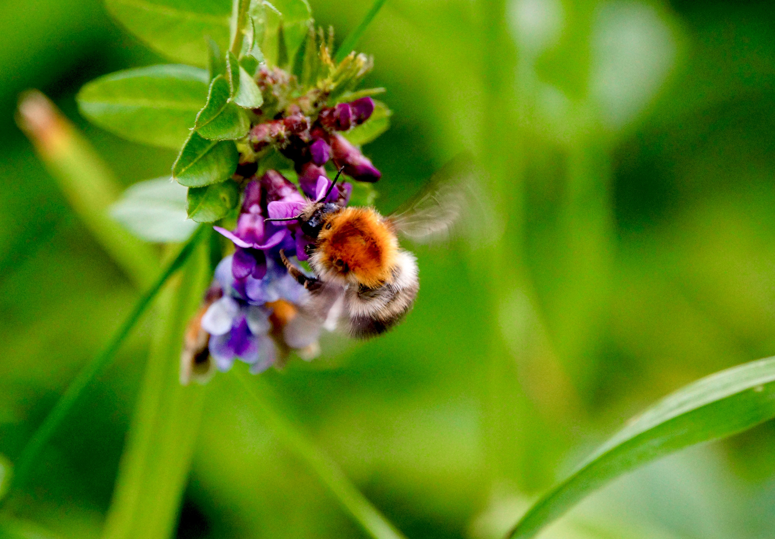 Hummelhummel