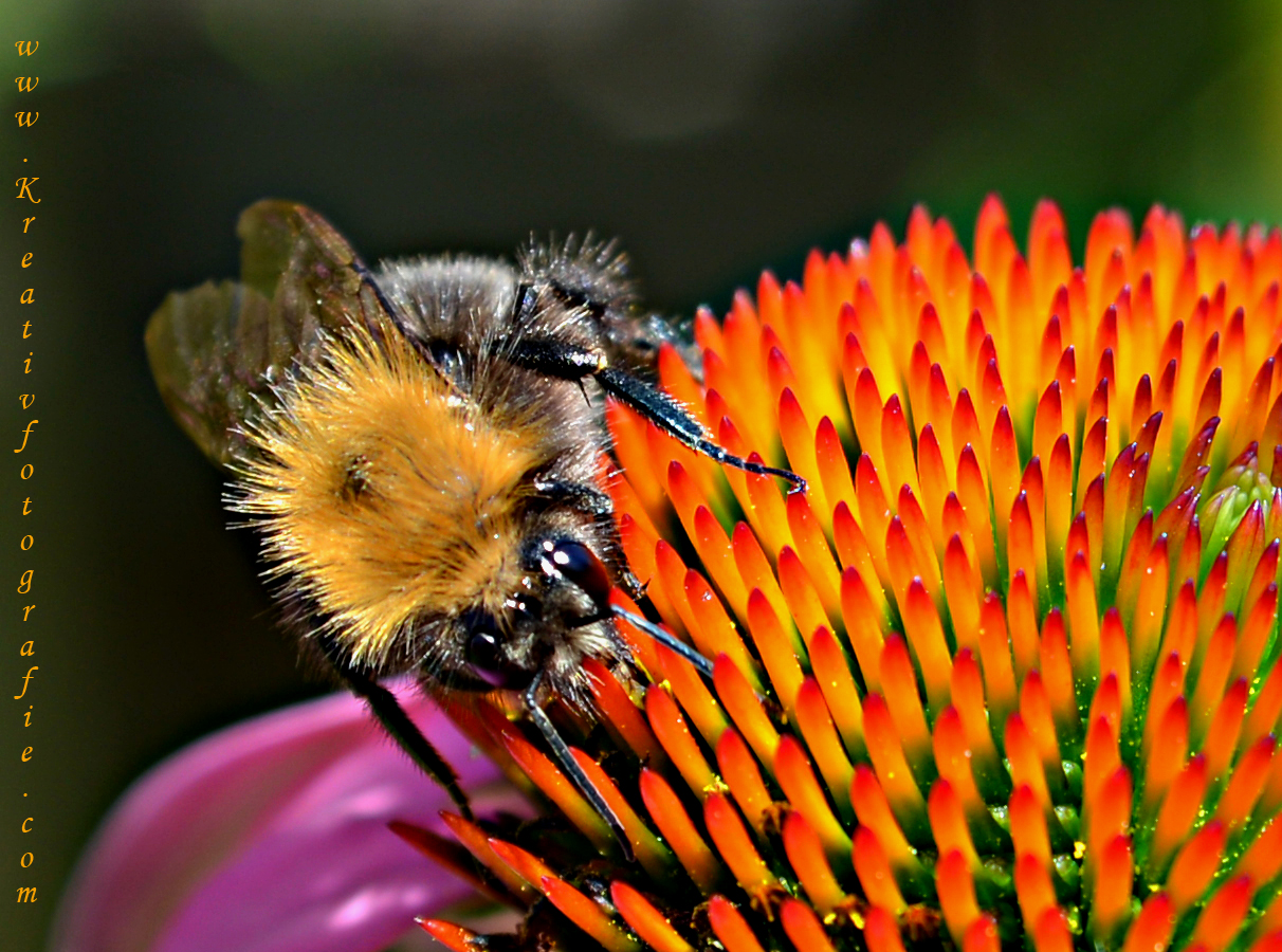 Hummelhummel...