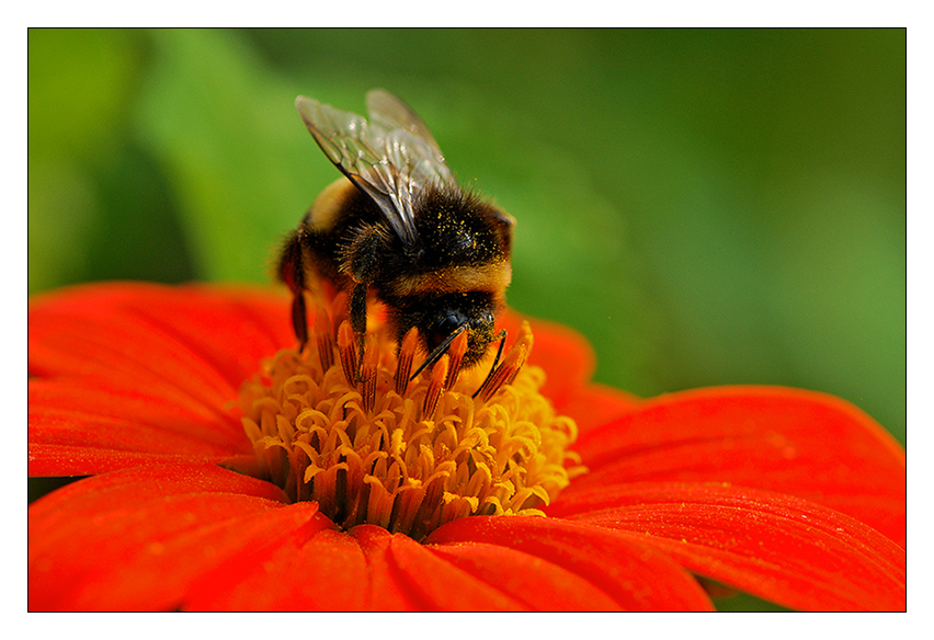 Hummelhummel.