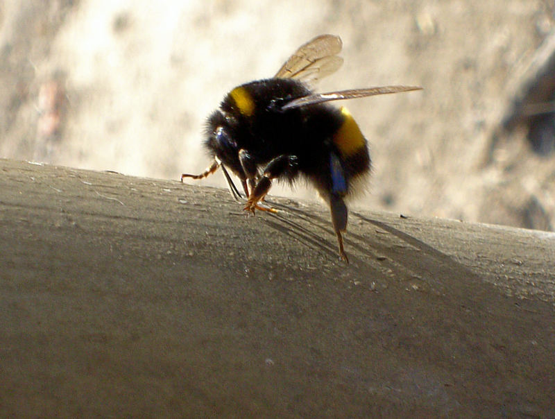 HUMMEL,HUMMEL wie unscharf !