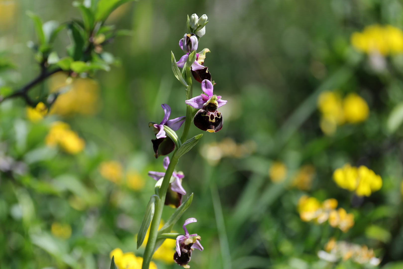 ...HummelHummel...2