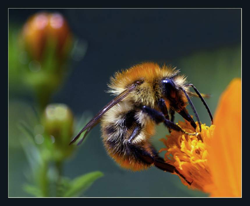 Hummeli [K] Foto & Bild tiere, wildlife, insekten Bilder auf