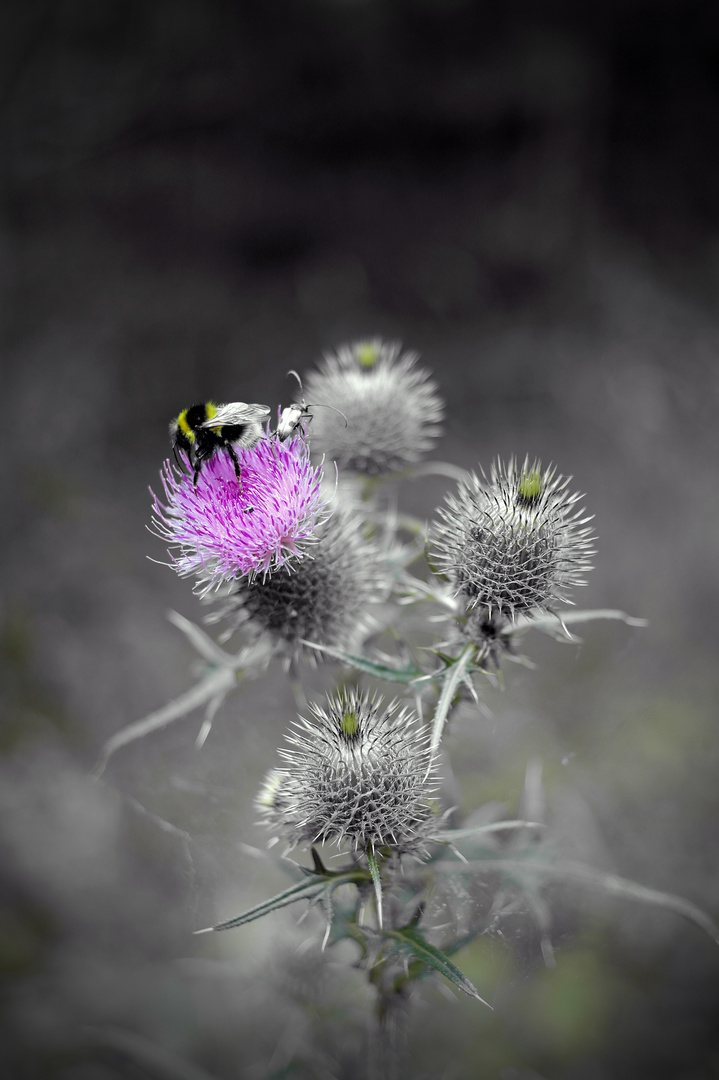 "Hummelige Distel"