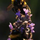 Hummel_Lavendel