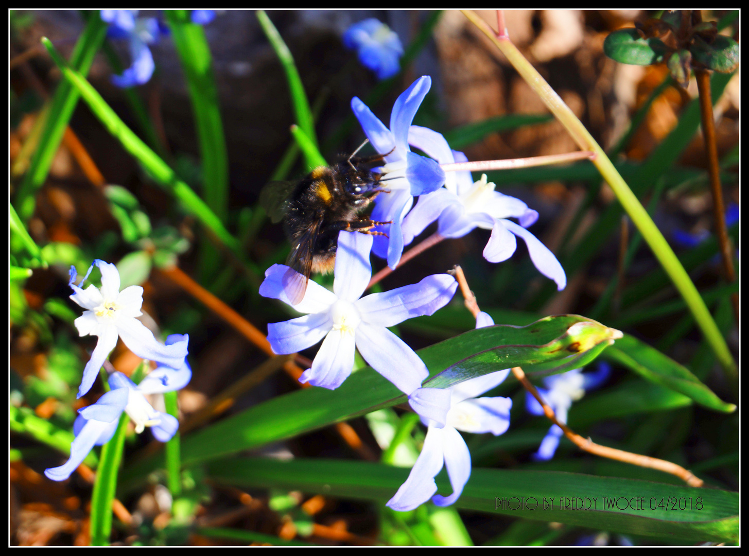 Hummelmahlzeit im Botanischen Garten Dresden