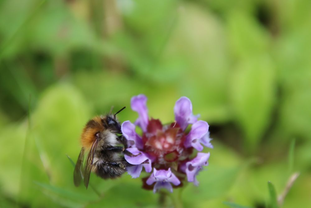 Hummeln Foto & Bild blume, garten, hummel Bilder auf