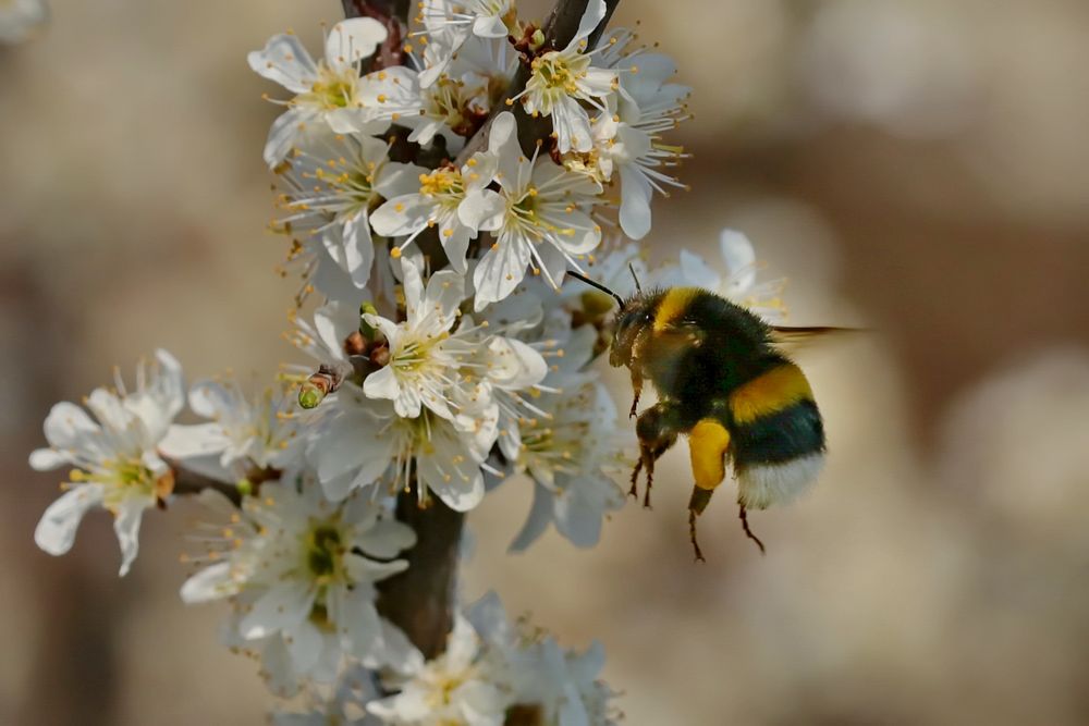 Hummeln... Foto & Bild natur, insekten, tiere Bilder auf