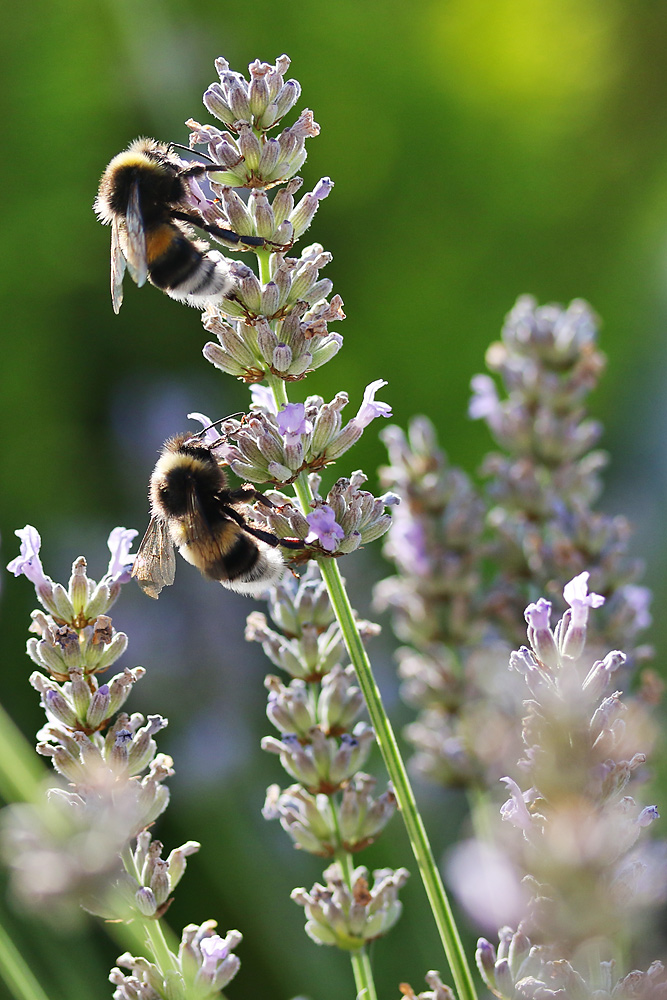 Hummeln am Lavendel