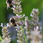 Hummeln am Lavendel