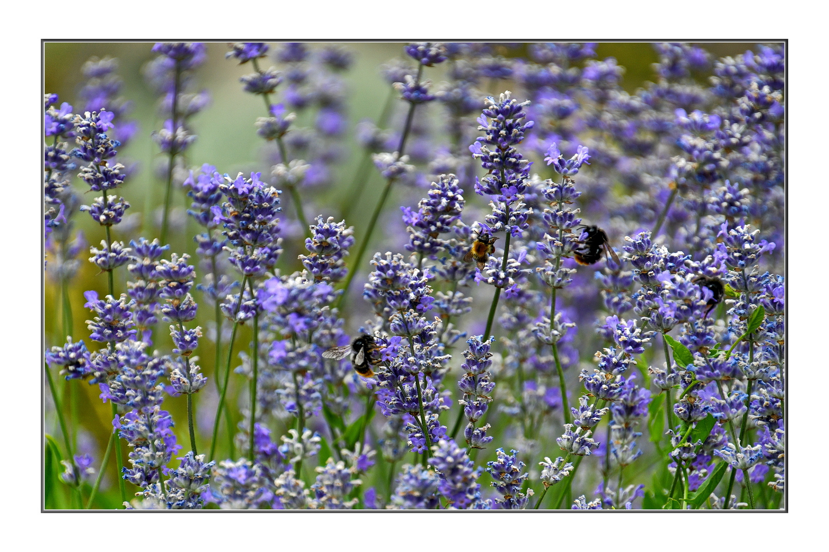 Hummeln an Lavendel (THEMENTAG: Blühpflanzenbesucher)