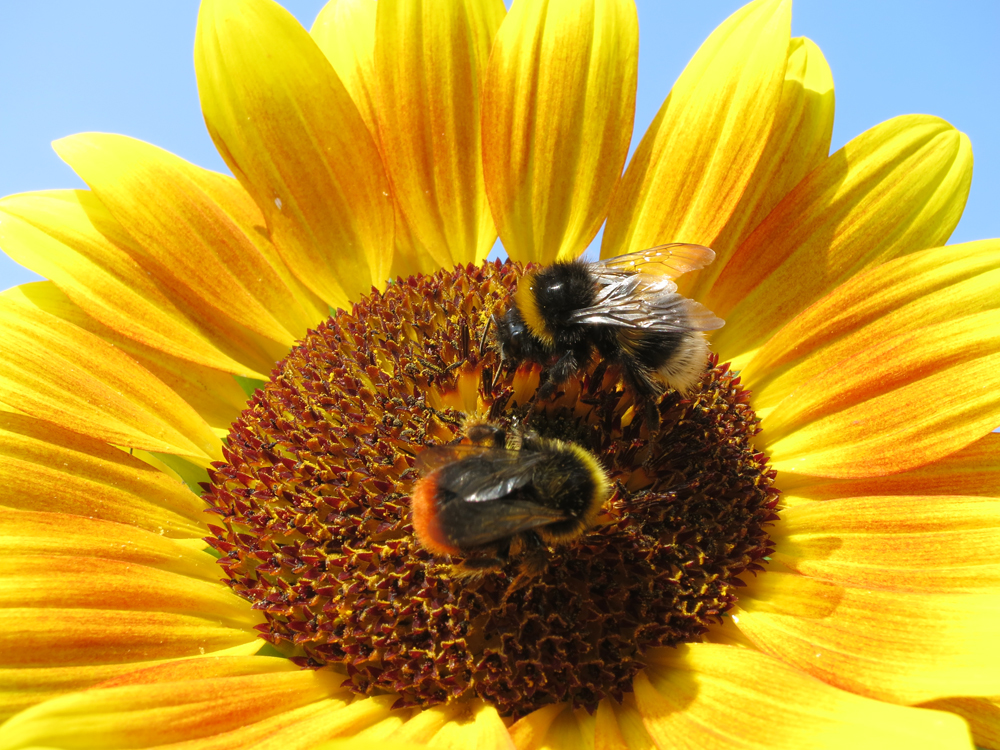 Hummeln auf der Sonnenblume