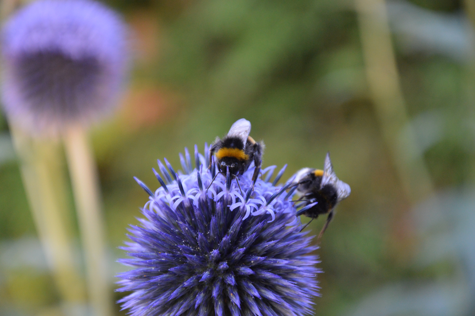 Hummeln auf Distel