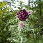 Hummeln auf Distel