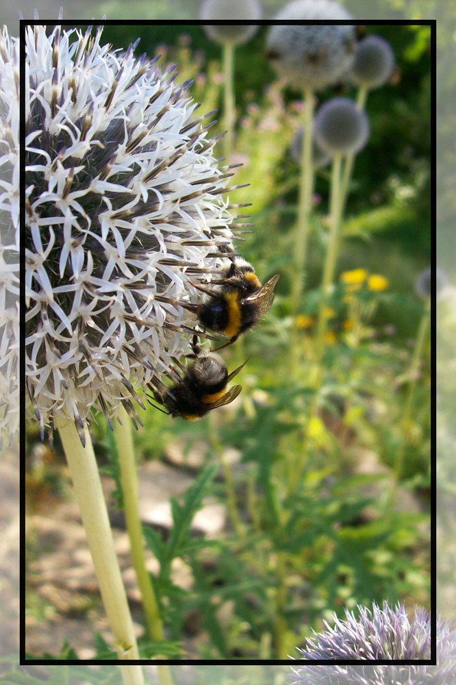 Hummeln auf Kugelblüten