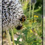 Hummeln auf Kugelblüten