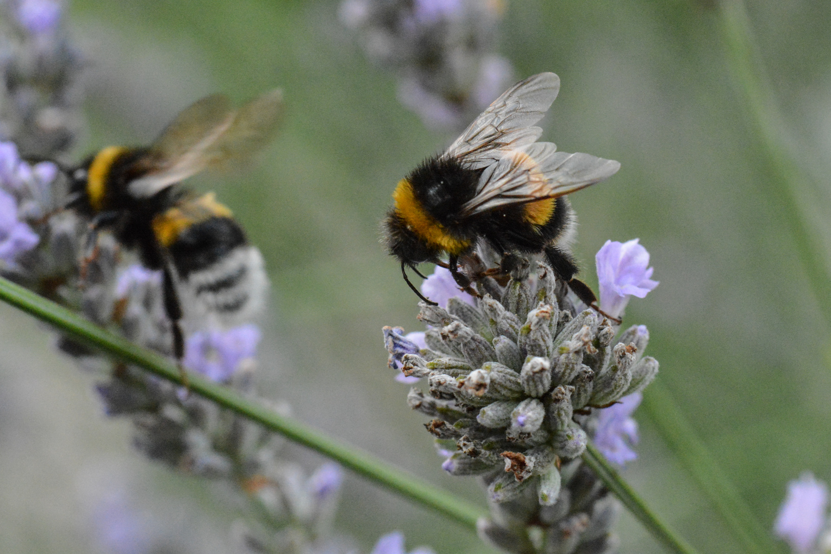 Hummeln auf Lavendel