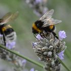 Hummeln auf Lavendel