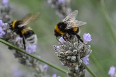 Hummeln auf Lavendel