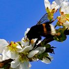 Hummeln bei der Nektarmahlzeit in einer Kirschlüte