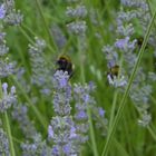 Hummeln bevorzugen Lavendel