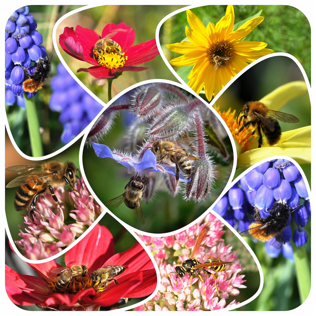 Hummeln, Bienen und Wespen bei uns Collage 