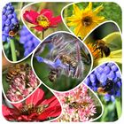 Hummeln, Bienen und Wespen bei uns Collage 