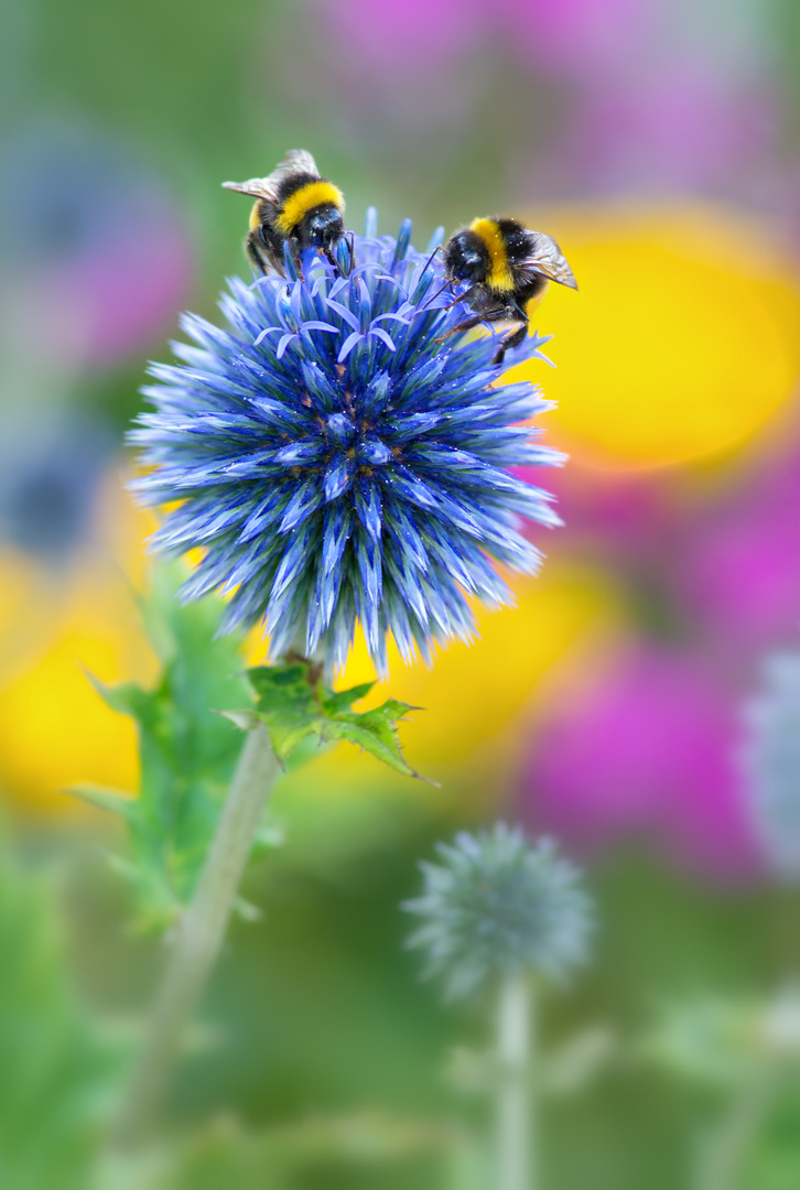 Hummeln im bunten Garten