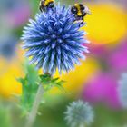 Hummeln im bunten Garten